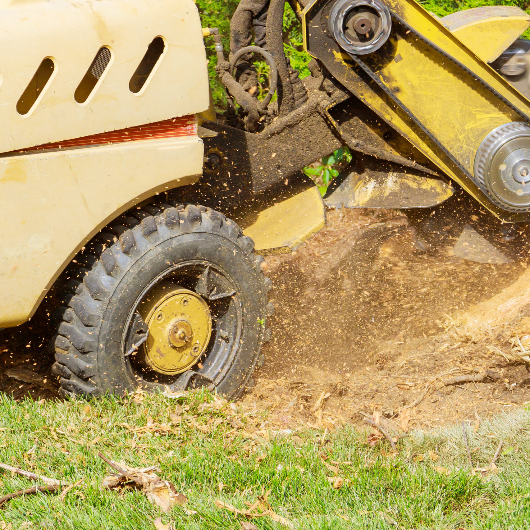 A stump is shredded with removal, grinding the stumps and roots into small chips