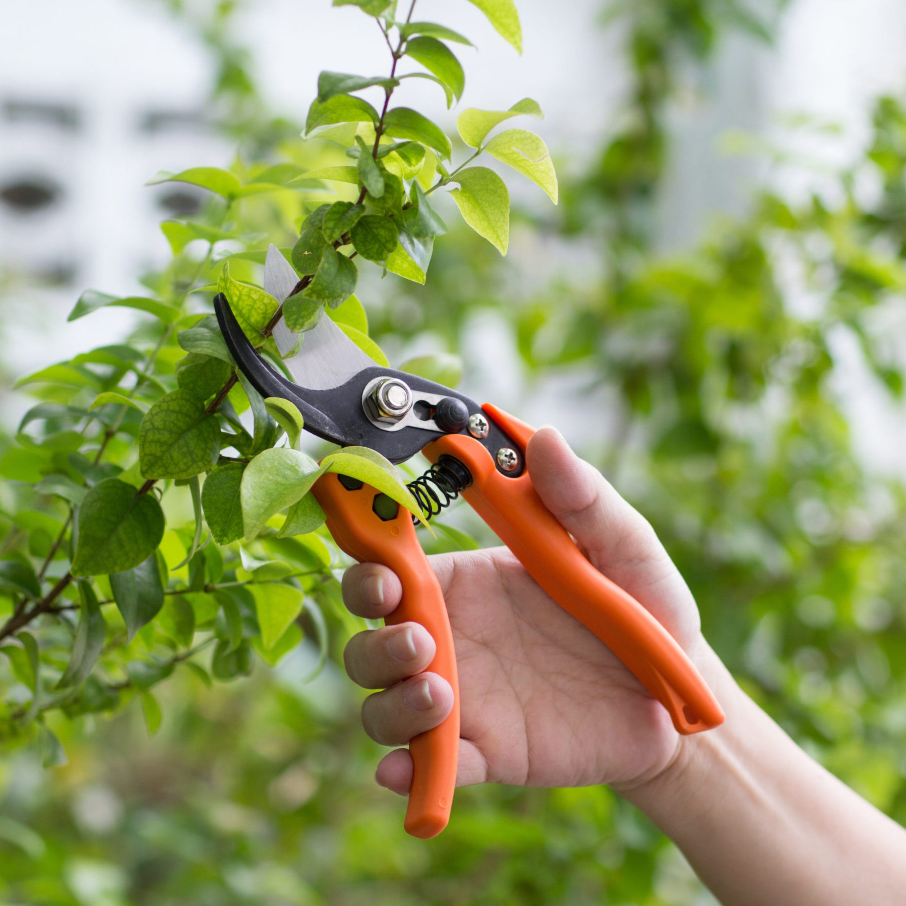 Close up of hand trimming plants with pruning shears in garden