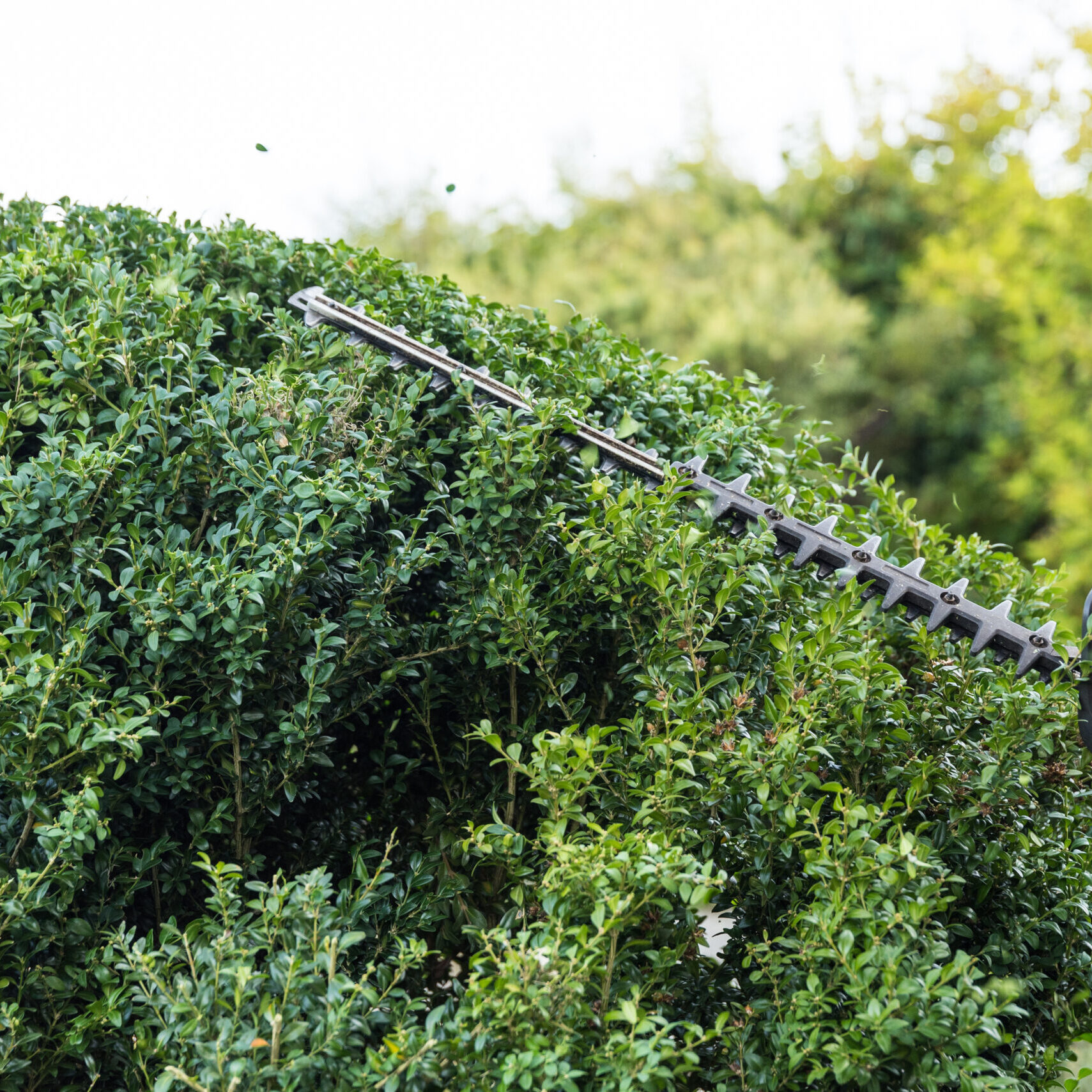 Landschaftsgärtner mit Heckenschere bei Gartenpflege - Buxbaum, Nahaufnahme